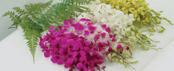 日本宅配 蘭の贈物、年内最終便のお知らせ