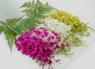 蘭ギフトボックス 30本